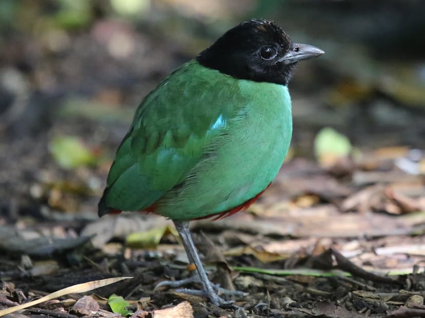 HOODED PITTA | (Pitta sordida) The Hooded Pitta is a passeri… | Flickr