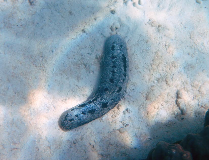 Sea cucumber (genus Bohadschia), Mu Ko Lanta Marine Nation… | Flickr