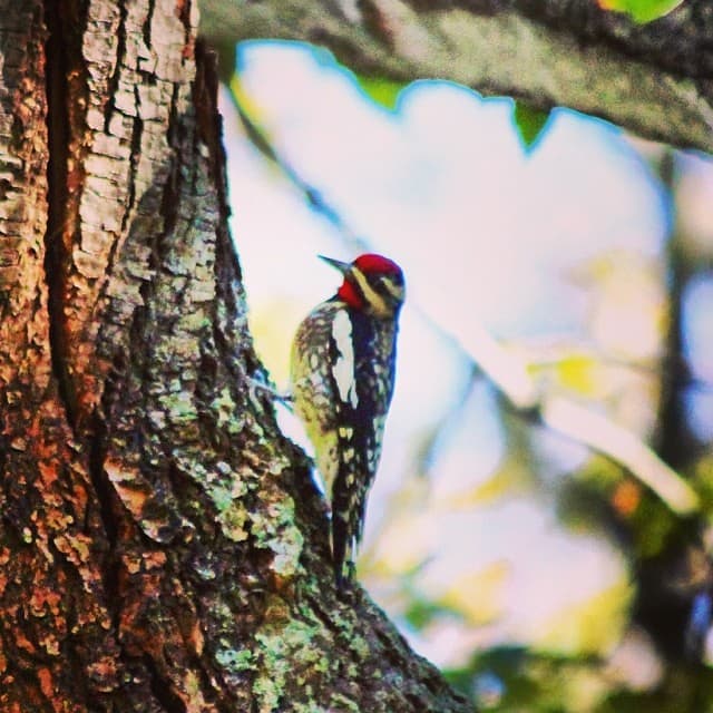 downy #woodpecker climbing tree in #centreisland #ny The … | Flickr