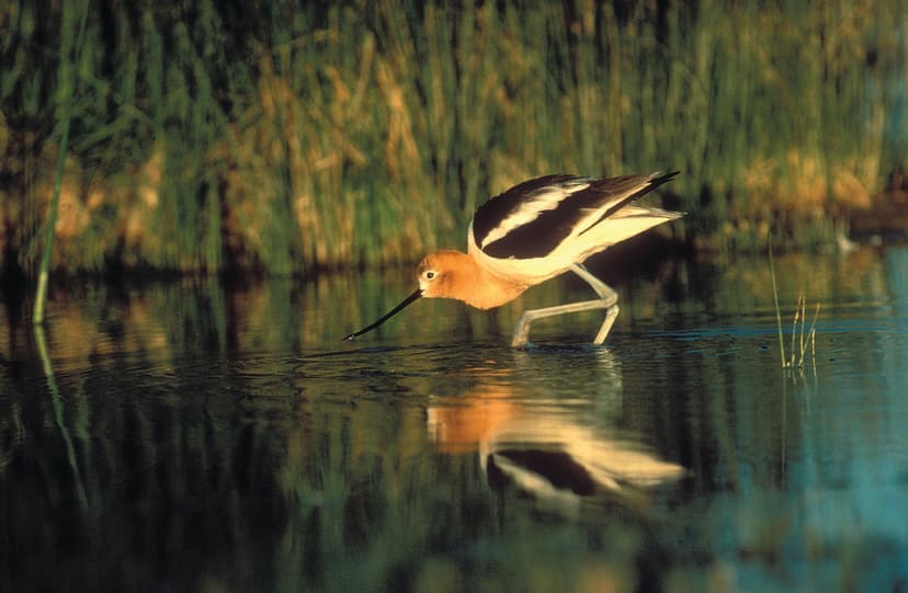 Wading Birds | More than 3,000 species of wildlife occur on … | Flickr