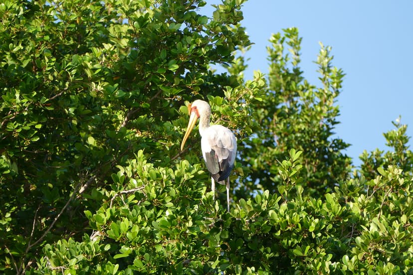 Yellow-billed stork (Mycteria ibis), Saadani National Park… | Flickr