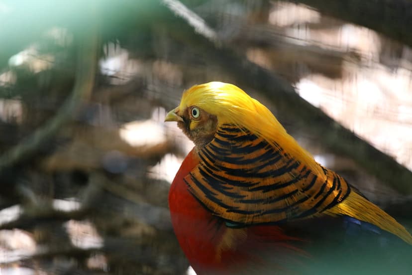 GOLDEN PHEASANT | (Chrysolophus pictus) The Golden Pheasant … | Flickr