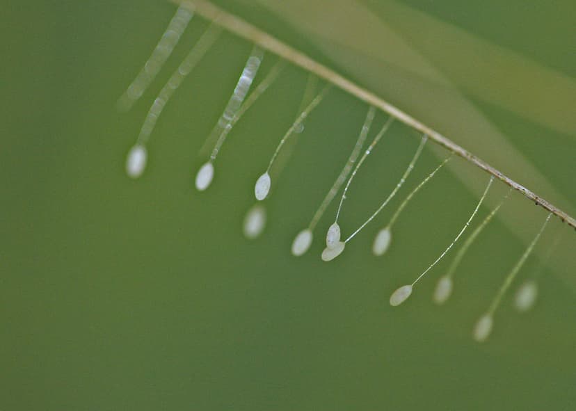 Green Lacewing (Chrysopidae) | Orange County, FL, November 2… | Flickr