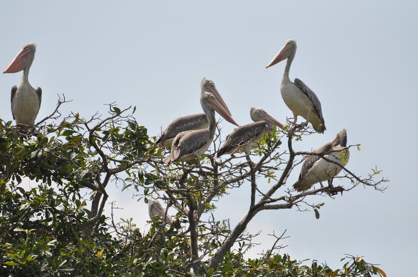 It was a Spot Billed Pelican bonanza! | A final look at the … | Flickr