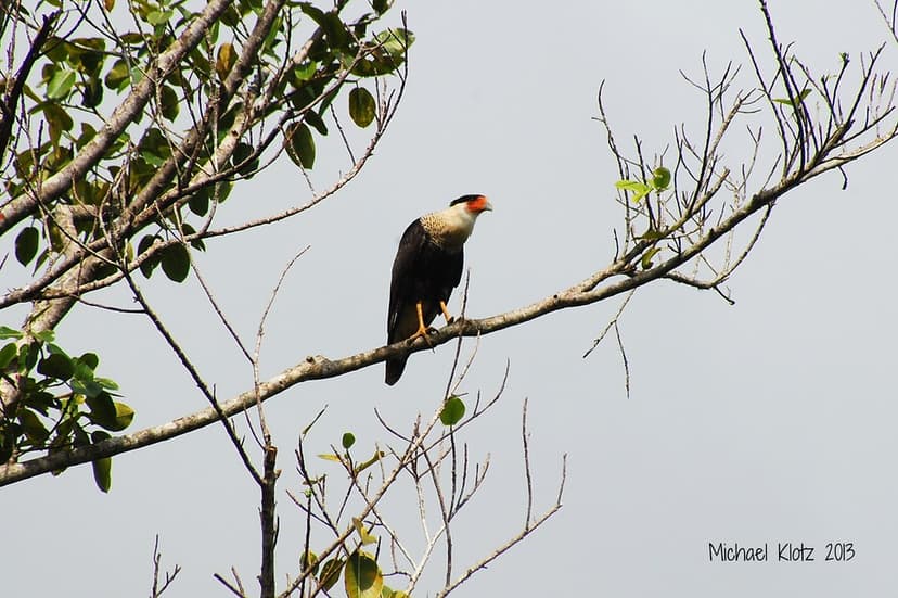 Crested Caracara - Blue Creek, Belize | A flock of Cattle Eg… | Flickr