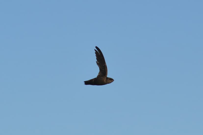 Chimney Swift (Chaetura pelagica) | VOA Metropark, West Ches… | Flickr