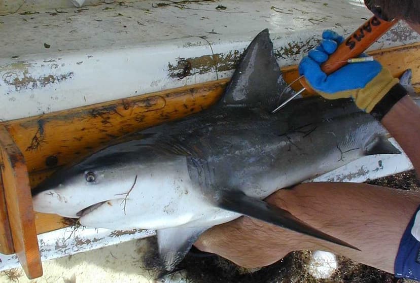 Bull Shark being Tagged* | Sharks are tagged with various ty… | Flickr