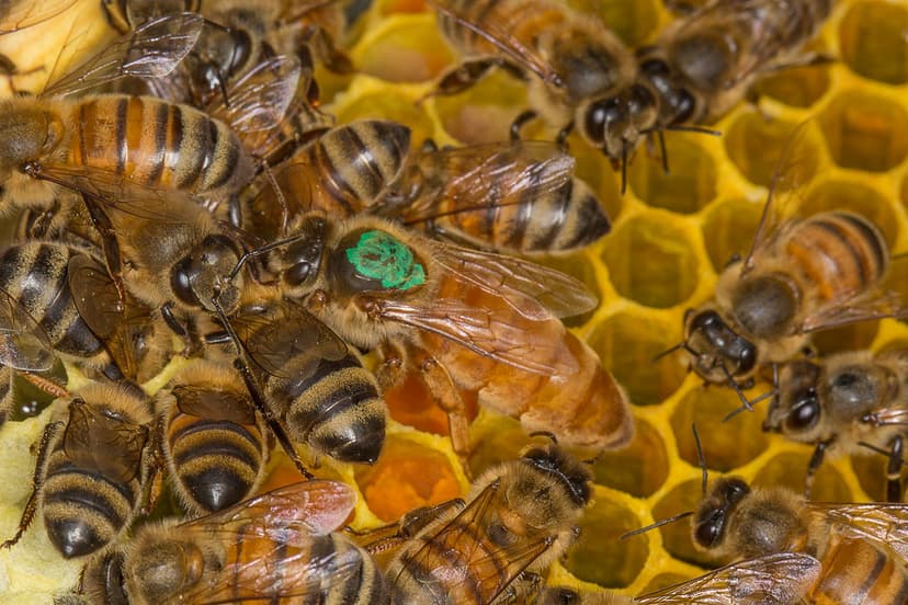 Apis mellifera, European Honey Bee, The Queen | The queen is… | Flickr