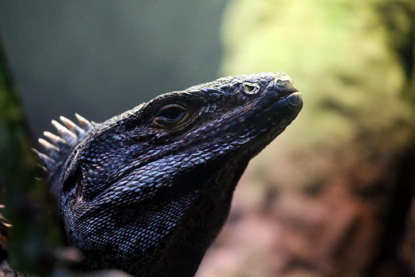 SPINY-TAILED LIZARD | Uromastyx- known as spiny-tailed lizar… | Flickr