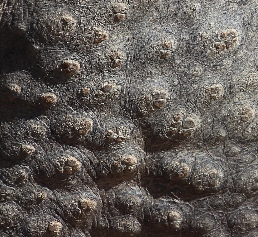 Rhino skin | San Diego Zoo Safari Park, Escondido, Californi… | Flickr