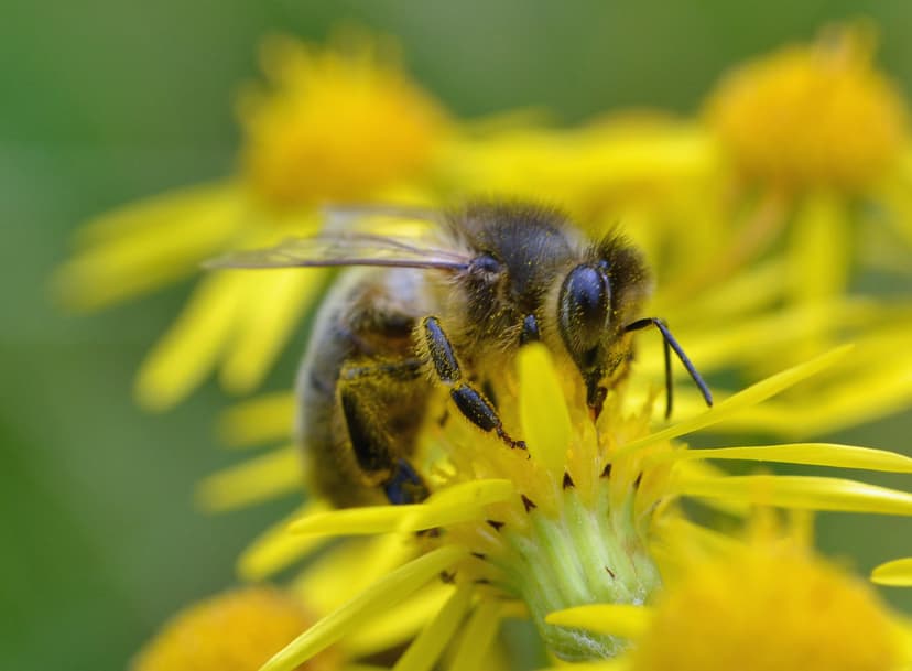 Another) honey bee on ragwort | The brambles are almost fin… | Flickr