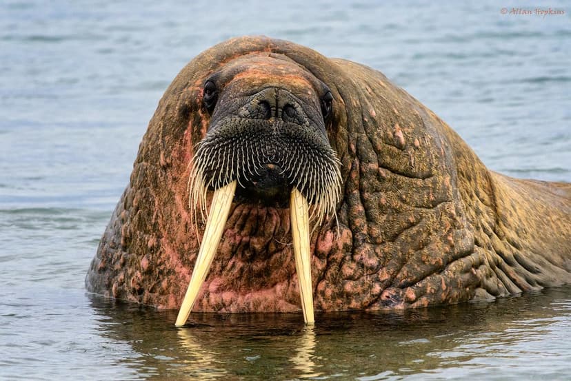 Atlantic Walrus (Odobenus r. rosmarus) male | Another handso… | Flickr