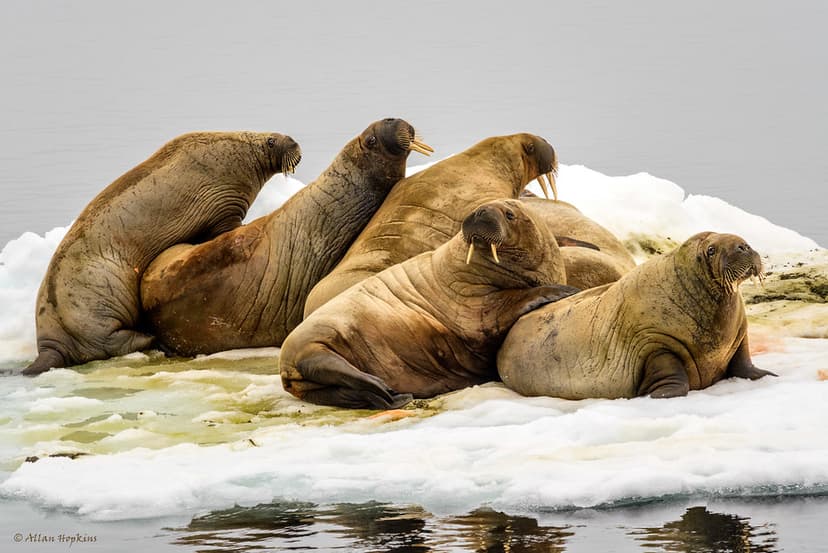 Walrus (Odobenus r. rosmarus) | My first ever wild Walrus! T… | Flickr