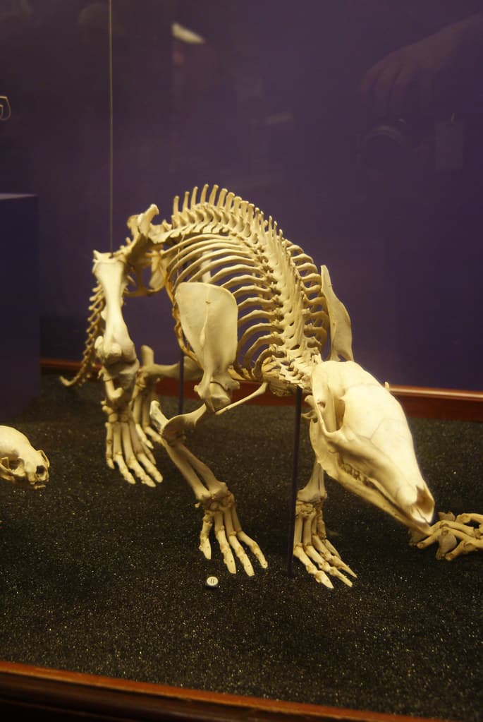 Aardvark (Orycteropus afer) at the Field Museum, Chicago, … | Flickr