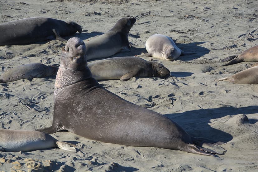 DSC_0434 | A big elephant seal male in San Simeon. Several y… | Flickr
