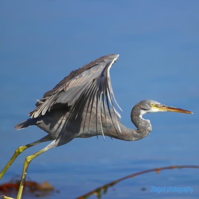 The #Great #Blue #Heron ... In #flight it folds its neck i… | Flickr