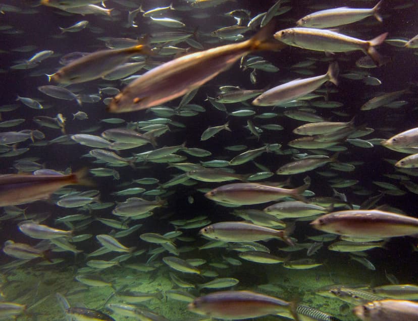Norwegian spring spawning herrings, Ålesund Aquarium, Norw… | Flickr