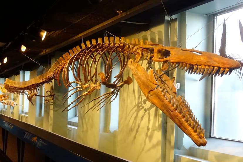 Mosasaur | Tylosaurus prorigor Length: 43 feet (13 m) Weight… | Flickr