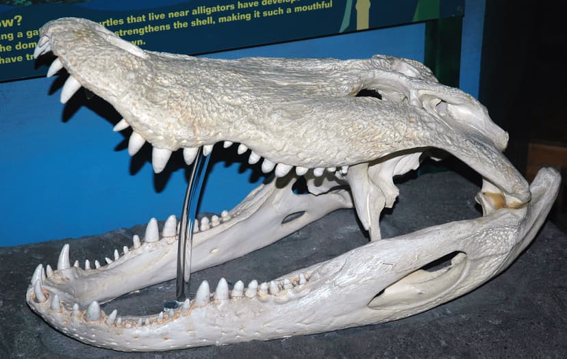 Alligator mississippiensis skull (American alligator) 1 | Flickr