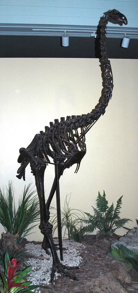 Dinornis maximus fossil bird (moa) (Quaternary; New Zealan… | Flickr