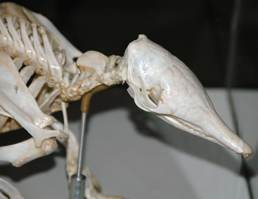 Dasypus novemcinctus skull (nine-banded armadillo) | Flickr