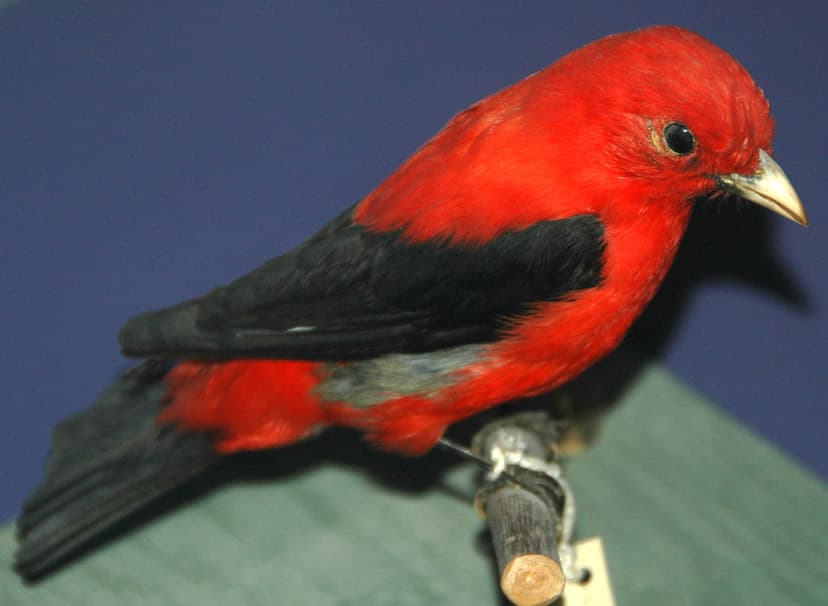 Piranga olivacea (scarlet tanager) | Piranga olivacea (Gmeli… | Flickr