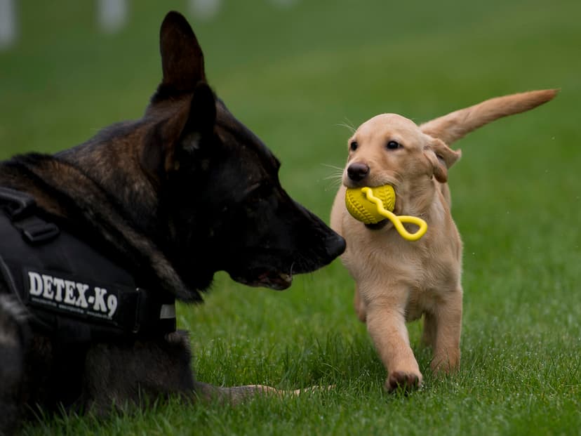 New dog for K9 Unit | "Miss" ( right ) female Labrador of 3 … | Flickr