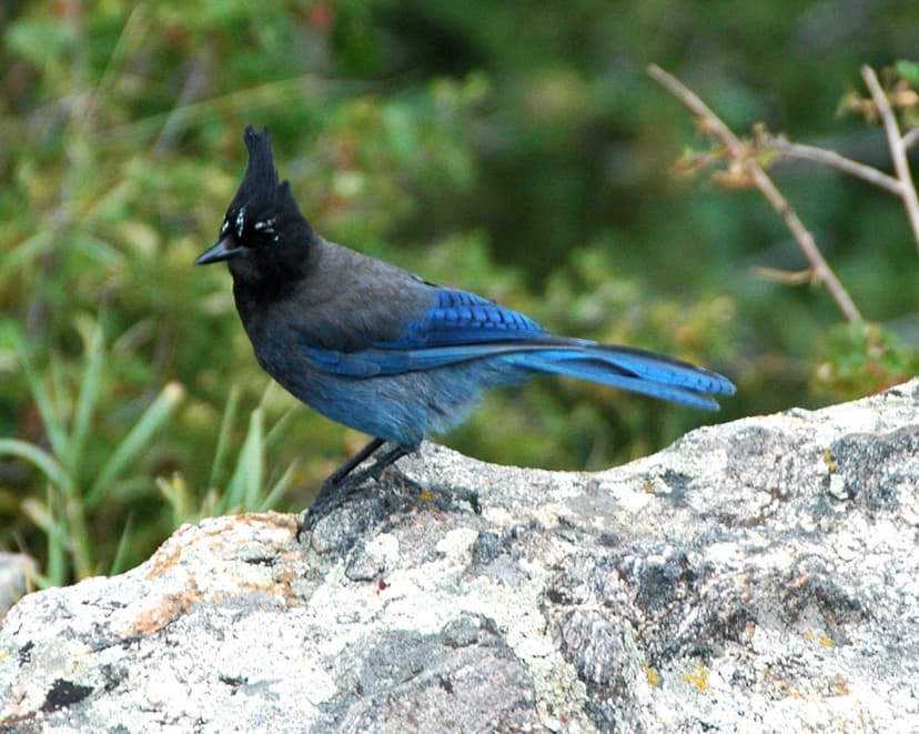 Cyanocitta stelleri macrolopha (Steller's jay) (Rocky Moun… | Flickr