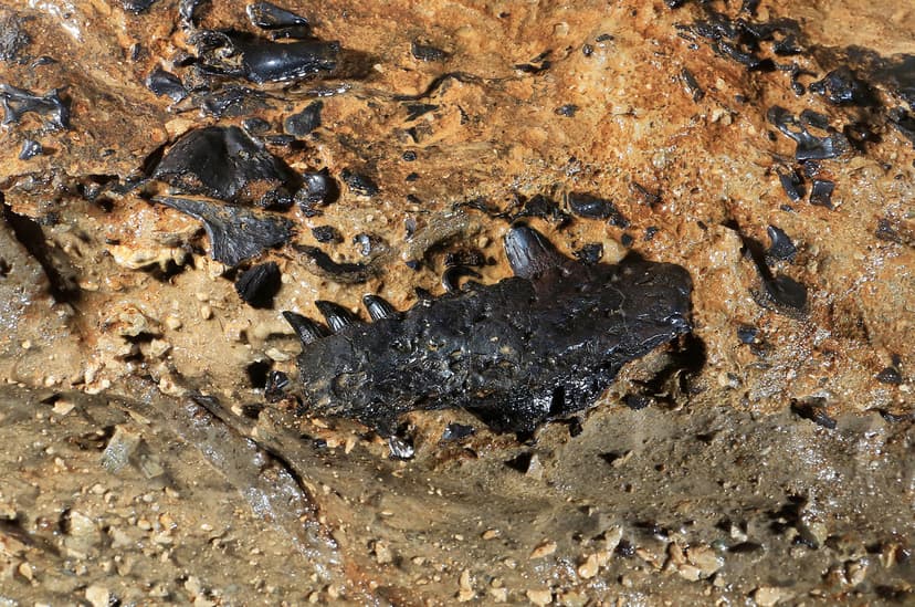Tetrapod Fossil | Tetrapods — This tetrapod fossil (some of … | Flickr