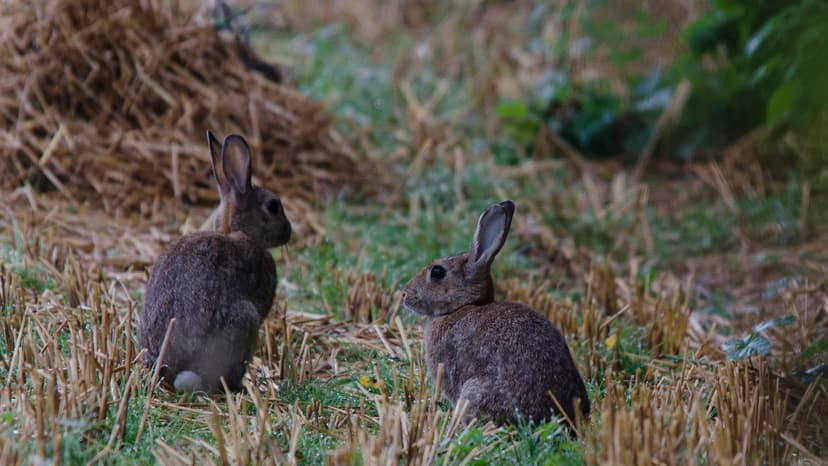 Scène d'été "Lapins". | Lagarde Philippe "surfphi" | Flickr
