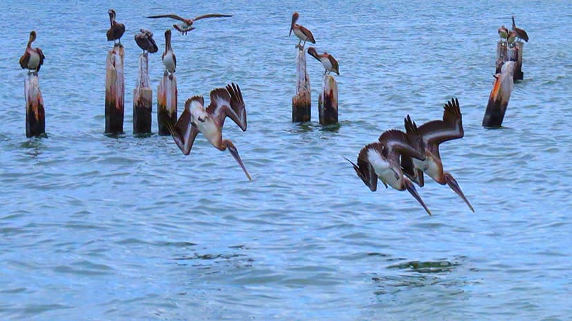 Diving Pelicans | Steven Straiton | Flickr