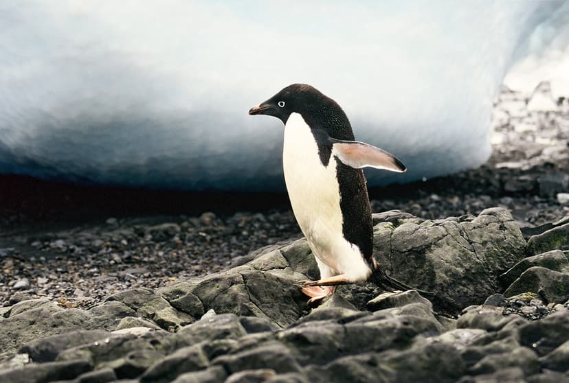 Adélie Penguin (Pygoscelis adeliae), Antarctic Peninsula | Flickr