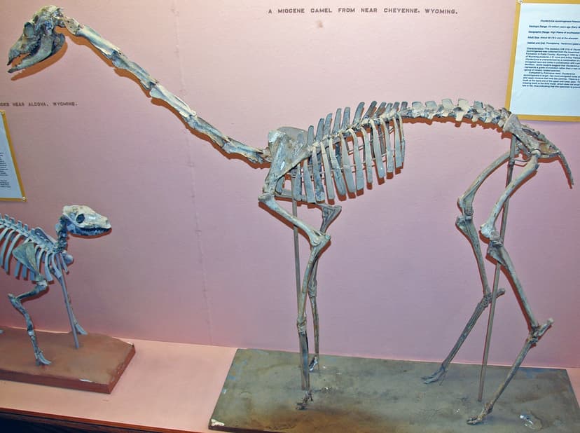 Oxydactylus wyomingensis fossil camel (Harrison Formation,… | Flickr