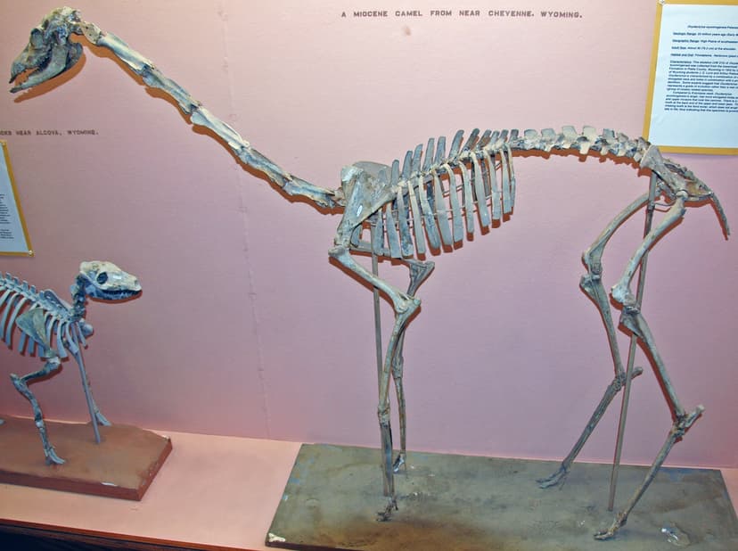 File:Oxydactylus wyomingensis fossil camel (Harrison Formation ...