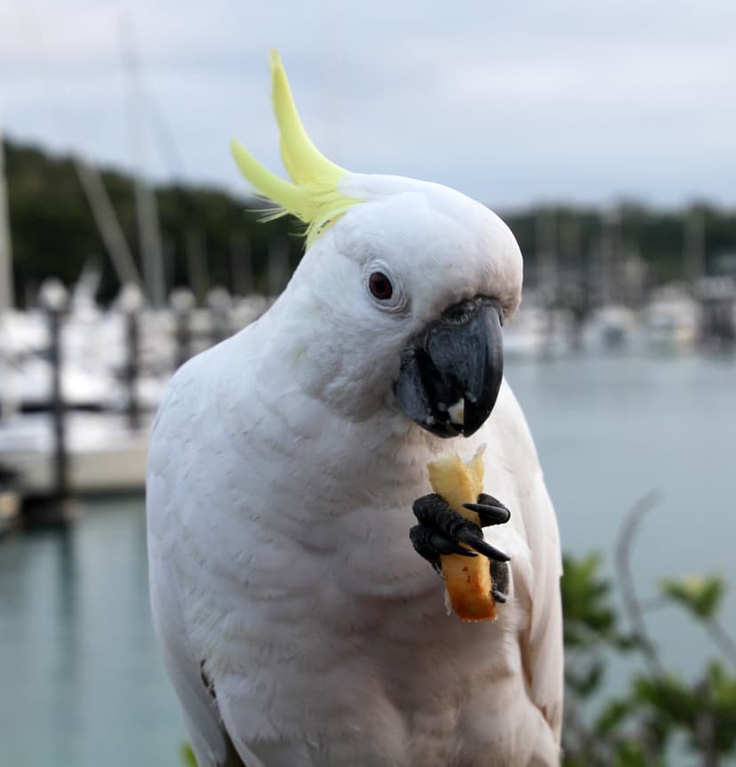 File:Sulphur-crested Cockatoo eating a Chip (30675185970).jpg ...