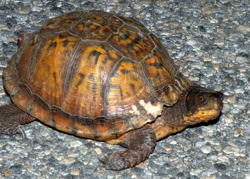 Eastern box turtle (Terrapene carolina carolina), Exeter, … | Flickr