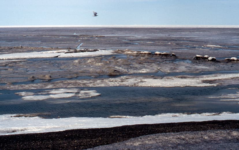 Arctic Tundra Wetlands in June, Prudhoe Bay Oil Field, Ala… | Flickr