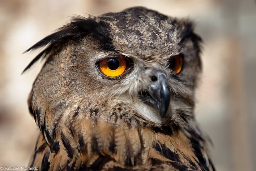 Owl | Owls are birds from the order Strigiformes, which incl… | Flickr