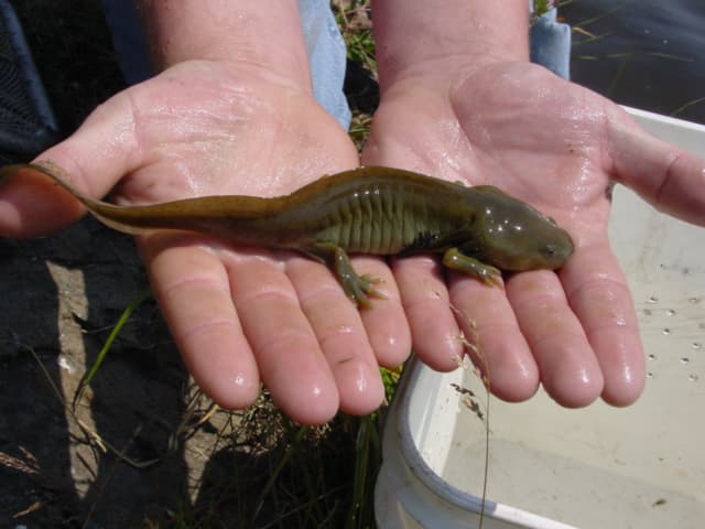 Axolotls | More than 3,000 species of wildlife occur on BLM'… | Flickr