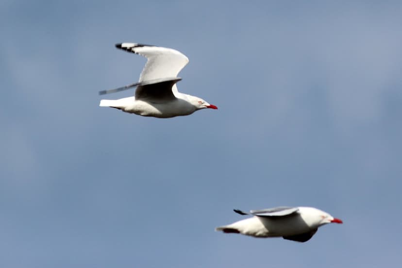 Chroicocephalus novaehollandiae (Silver Gull) | Silver Gull … | Flickr