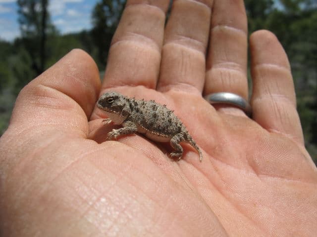 Baby horned lizard | More than 3,000 species of wildlife occ… | Flickr
