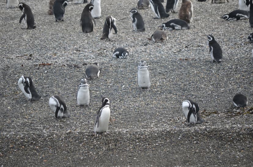 pingüinos | Los pingüinos (familia Spheniscidae, orden Sphen… | Flickr