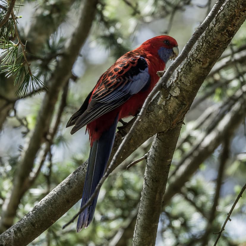 Crimson Rosella - Platycercus elegans - Barton - ACT - Aus… | Flickr