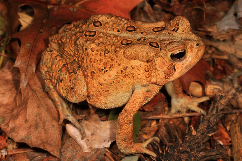 American Toad - Anaxyrus americanus, Meadowood Farm SRMA, … | Flickr