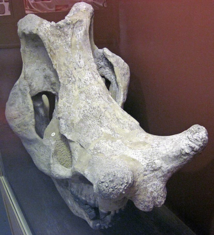 Megacerops sp. (fossil titanothere) (White River Group, Eo… | Flickr