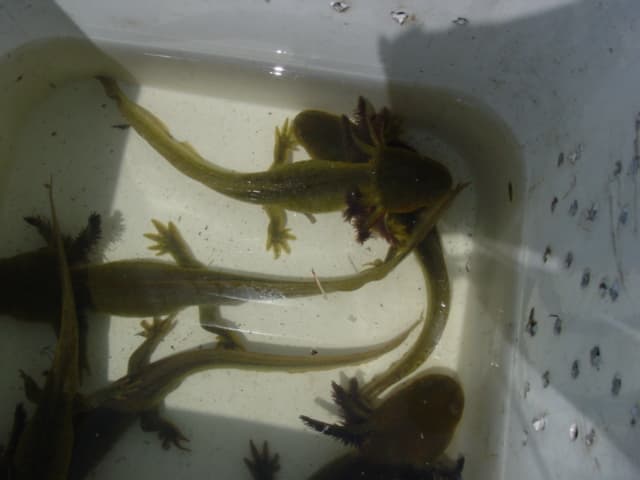 Axolotls | More than 3,000 species of wildlife occur on BLM'… | Flickr