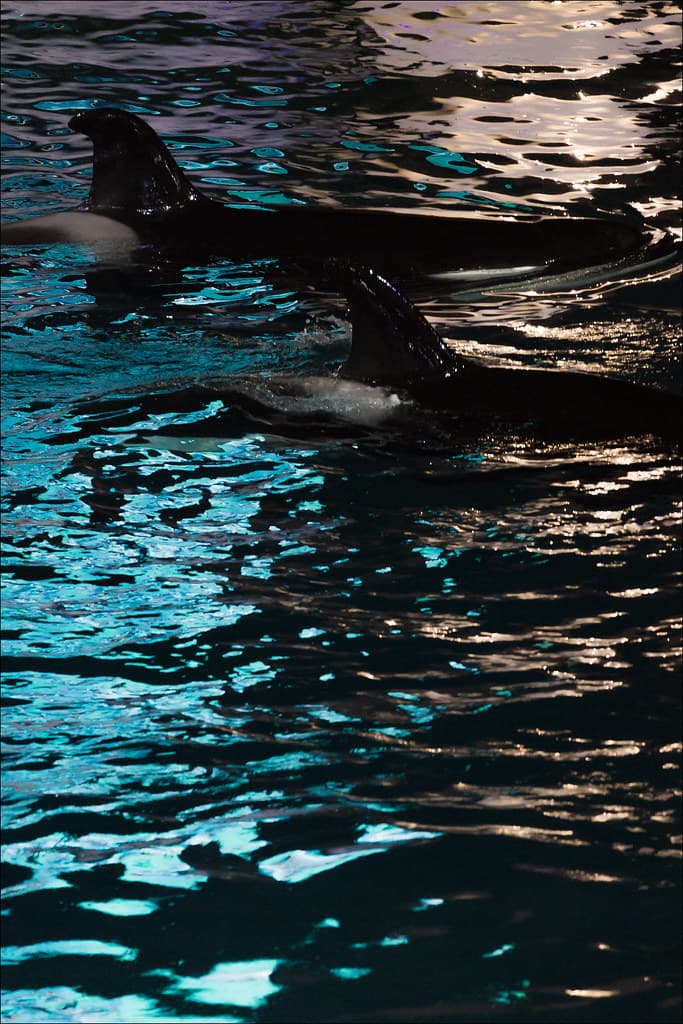 Orcas | www.fotografik33.com Deux orques à Marineland (Antib… | Flickr