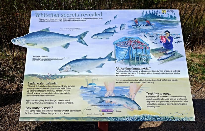 Alaska Fish Sign | I started an album of "Far North Signs" -… | Flickr