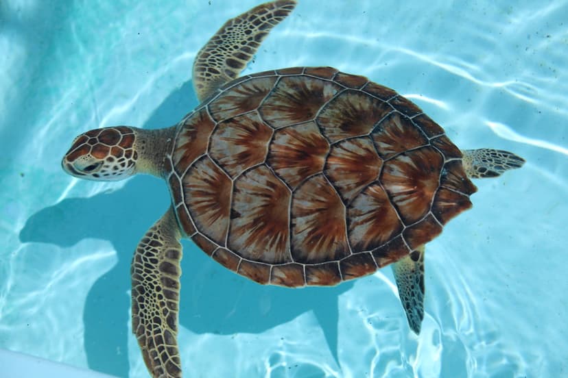 Loggerhead Marinelife Center: Green Sea Turtle | A turtle's … | Flickr