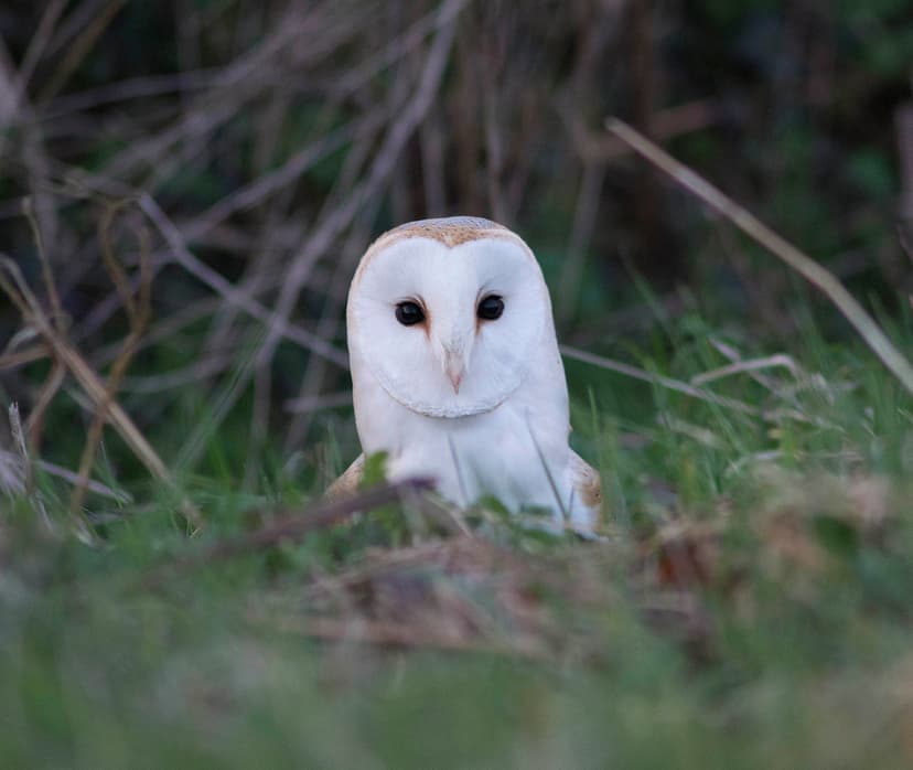 Barn Owl | Taken in my village earler in the year from my fr… | Flickr
